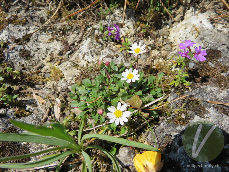 Echtes Zwerggänseblümchen: Übersicht